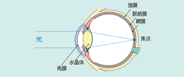 正常な眼の画像