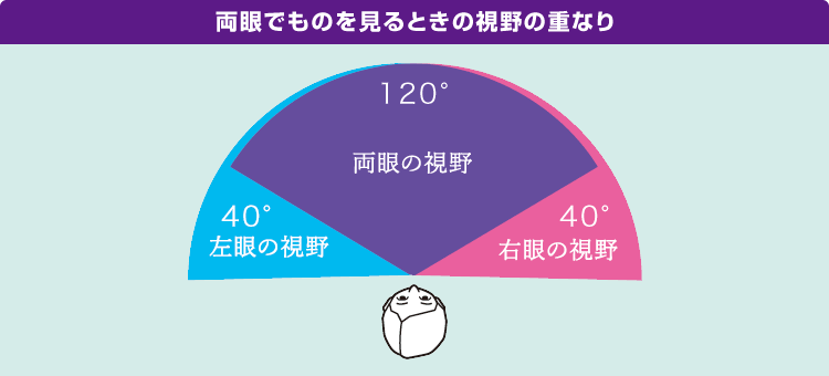 両眼でものを見るときの視野の重なりの画像