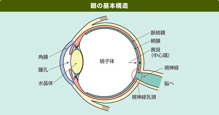 眼の基本構造の画像