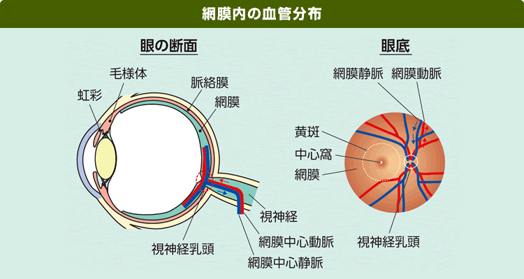 網膜内の血管分布