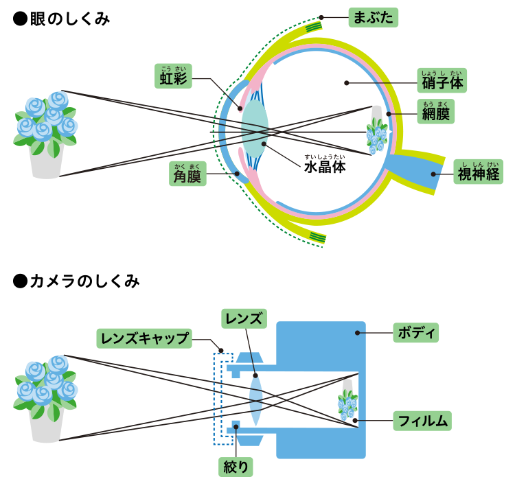 眼とカメラの構造の説明図