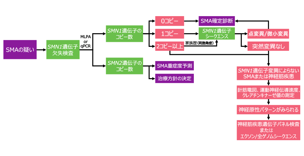 SMA確定診断のフローチャート