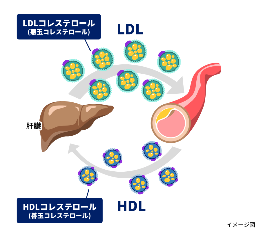 イメージ図：LDLは肝臓でつくられたコレステロールを全身に運び、HDLは肝臓に戻す