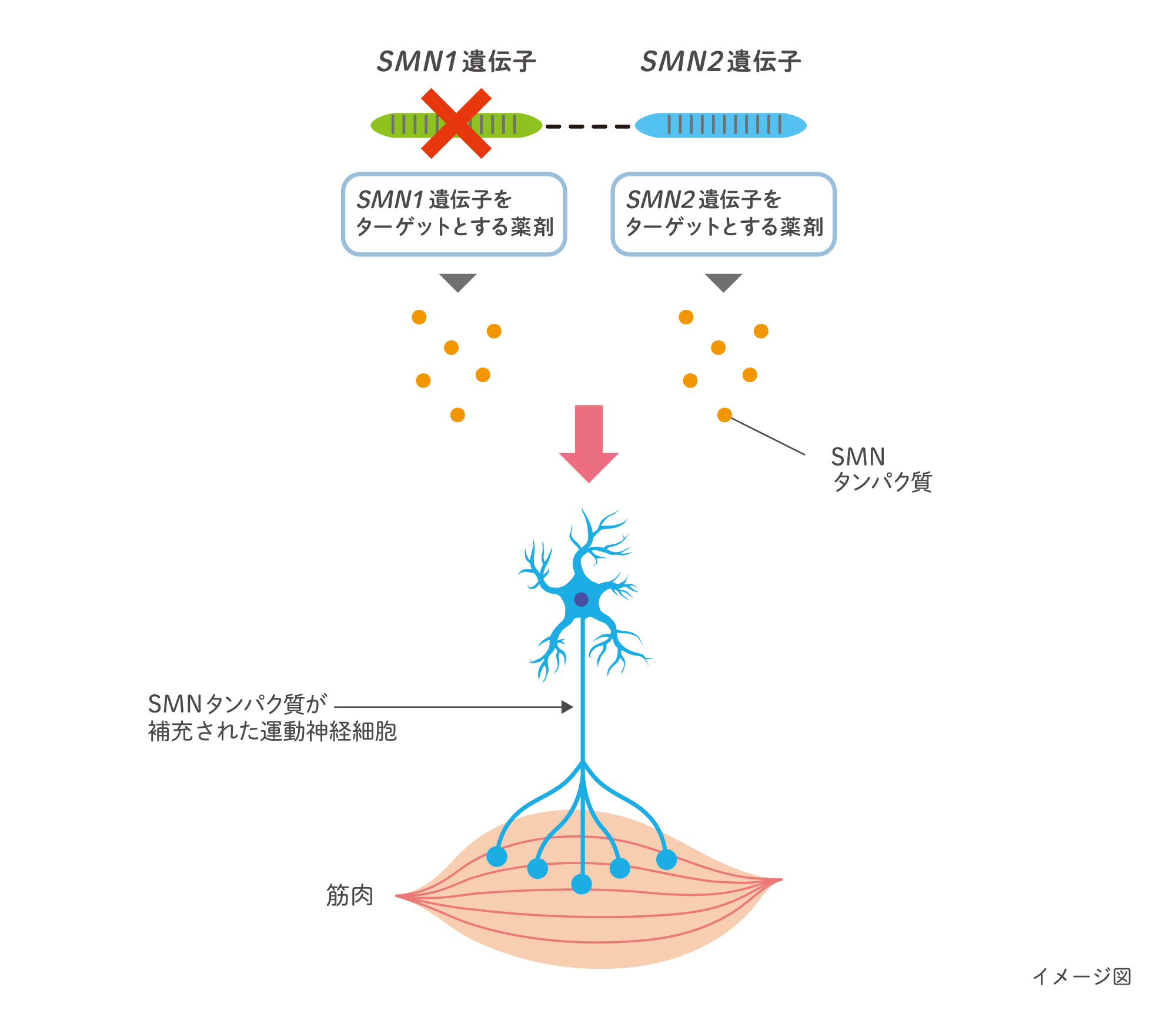 イメージ：SMN遺伝子をターゲットとする複数の薬剤