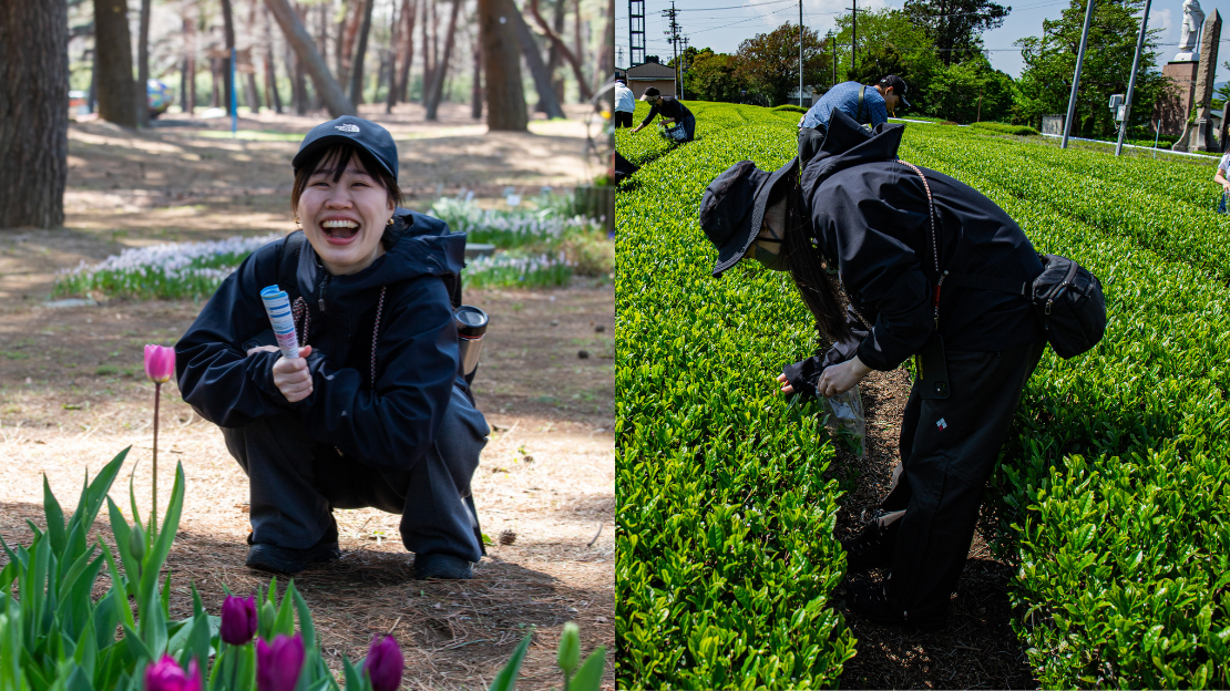 写真：茶摘み、旅行などの趣味