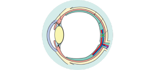 イメージ：網膜内のイラスト