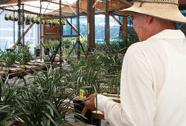 大好きな蘭をこれからも育てていきたいですね。