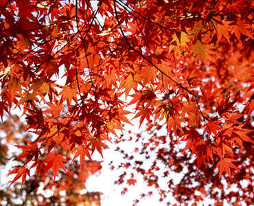 敬遠していたデジタルカメラの購入で、さらに広がった楽しみ