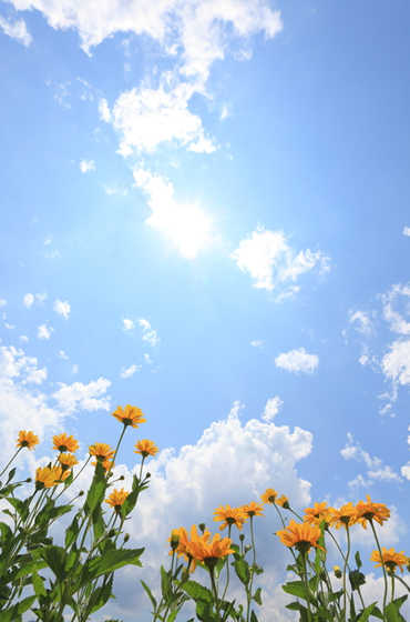 青空とひまわりの画像