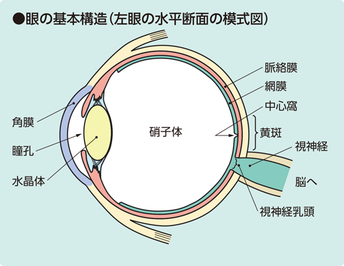 眼の基本構造（左眼の水平断面の模式図）