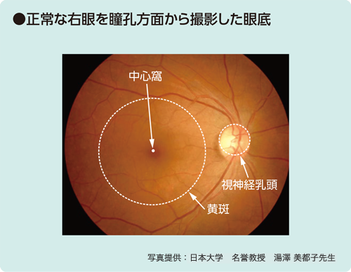 正常な右眼を瞳孔方面から撮影した眼底